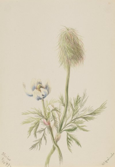 Pulsatilla occidentalis, 1899. av Mary Vaux Walcott