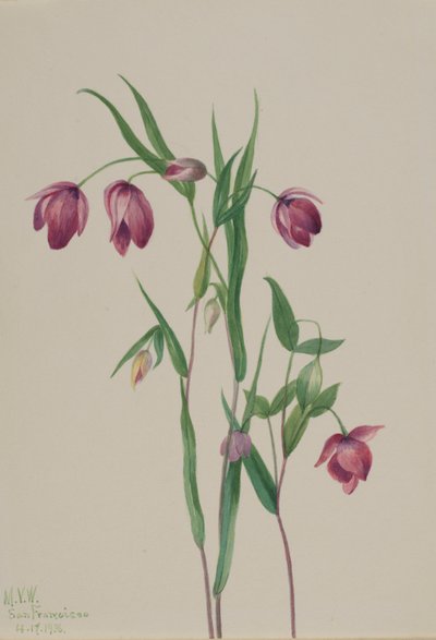 Lila älvlykta (Calochortus anoenum) av Mary Vaux Walcott