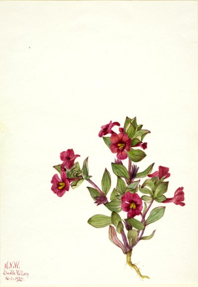 Lila apa-blomma Mimulus bigelovii, 1935. av Mary Vaux Walcott