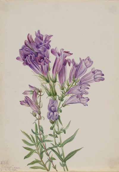 Purpurfärgad Pentstemon (Pentstemon lyallii) av Mary Vaux Walcott