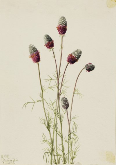 Purpurfärgad prärieklöver (Petalostemon purpureum) av Mary Vaux Walcott