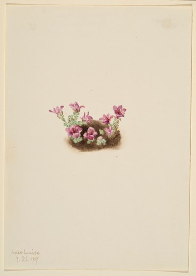 Purpurfärgad Saxifrage (Saxifrage oppositifolia) av Mary Vaux Walcott