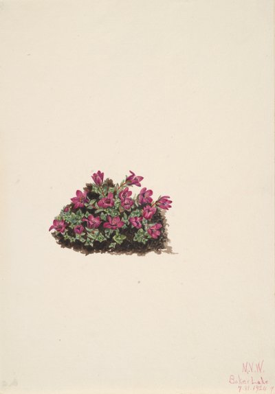 Lila saxifrage Saxifraga oppositifolia, 1924. av Mary Vaux Walcott