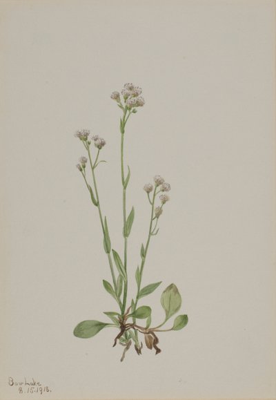 Fittor (Antennaria racemosa) av Mary Vaux Walcott
