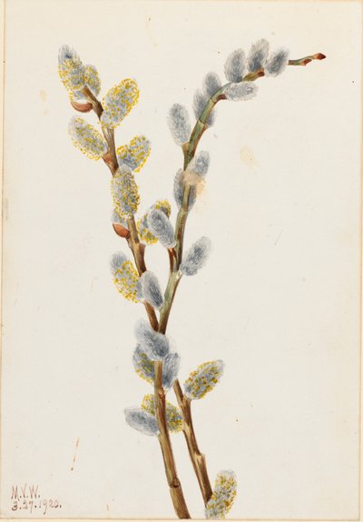 Pussy Willow Salix missfärgad, 1920. av Mary Vaux Walcott