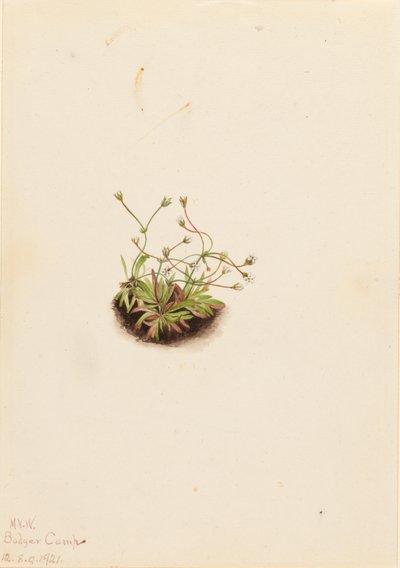 Dvärg-androsace (Androsace subumbellata) av Mary Vaux Walcott