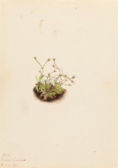 Pygmé Androsace Androsace subumbellata, 1921. av Mary Vaux Walcott