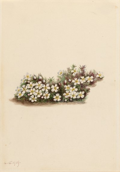 Pyxie (Pyxidanthera barbulata) av Mary Vaux Walcott