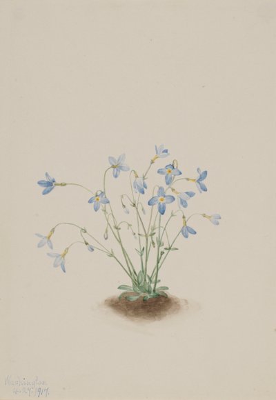 Quakerladies (Houstonia caerulea) av Mary Vaux Walcott