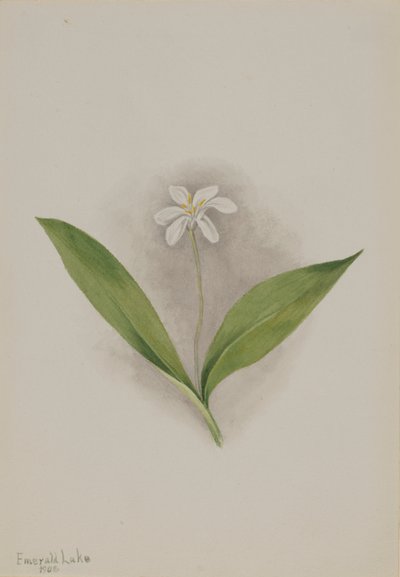 Drottningblomma (Clintonia uniflora) av Mary Vaux Walcott