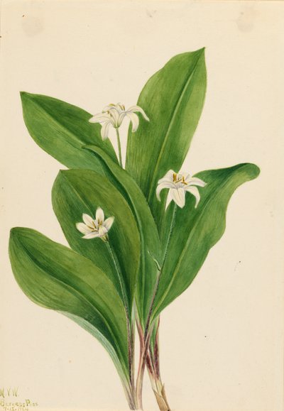 Queencup Clintonia uniflora, 1924. av Mary Vaux Walcott