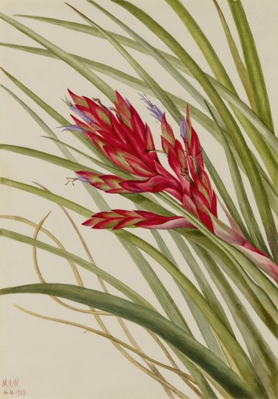 Quill-Leaf Tillandsia (Tillandsia fasciculata) av Mary Vaux Walcott