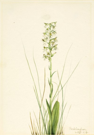 Trasig fransorchida (Habenaria lacera) av Mary Vaux Walcott