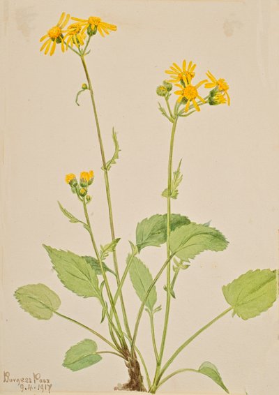 Torsört Senecio burkei, 1917. av Mary Vaux Walcott