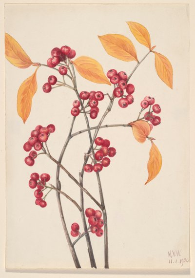 Röda chokeberry Aronia arbutifolia, 1920. av Mary Vaux Walcott