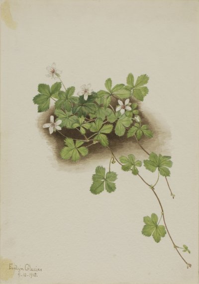 Röda daggbär (Rubus pedatus) av Mary Vaux Walcott