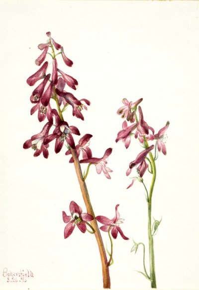Röd lärkspirea (Delphinium nudicale) av Mary Vaux Walcott