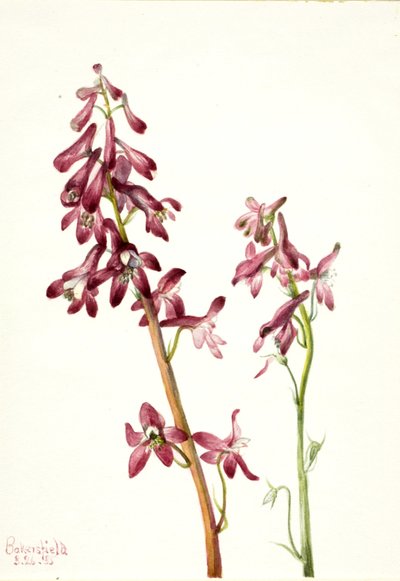 Red Larkspur Delphinium nudicale, 1935. av Mary Vaux Walcott