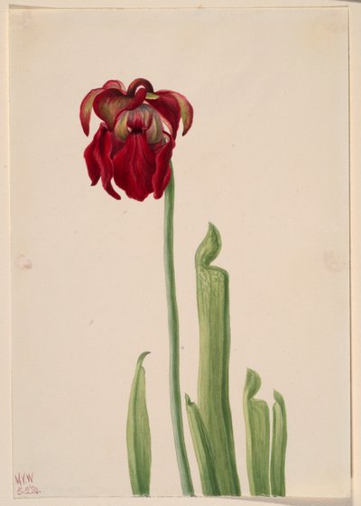 Röd krukväxt (Sarracenia jonesii) av Mary Vaux Walcott