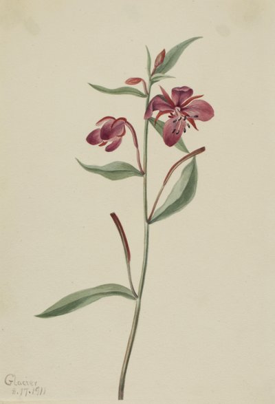 Röd pilört (Epilobium latifolium) av Mary Vaux Walcott