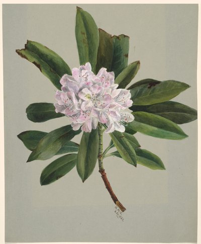 Rhododendron Rhododendron maximum, 1880. av Mary Vaux Walcott