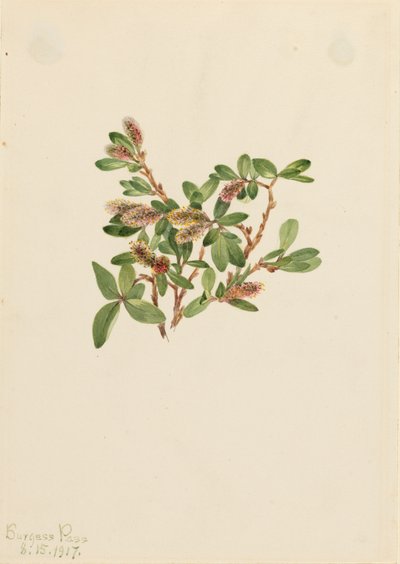 Rock Willow Salix petrophila, 1917. av Mary Vaux Walcott