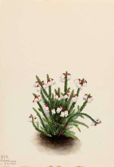 Cassiope från Klippiga bergen (Cassiope mertensiana) av Mary Vaux Walcott