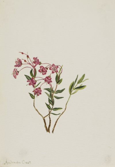 Kalmia från Klippiga bergen (Kalmia microphylla) av Mary Vaux Walcott