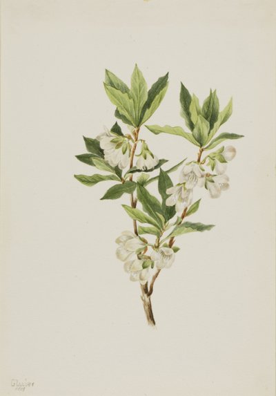 Rhododendron från Klippiga bergen (Rhododendron albiflorum) av Mary Vaux Walcott