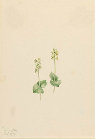Klippig bergsblad (Ophrys necrophylla) av Mary Vaux Walcott