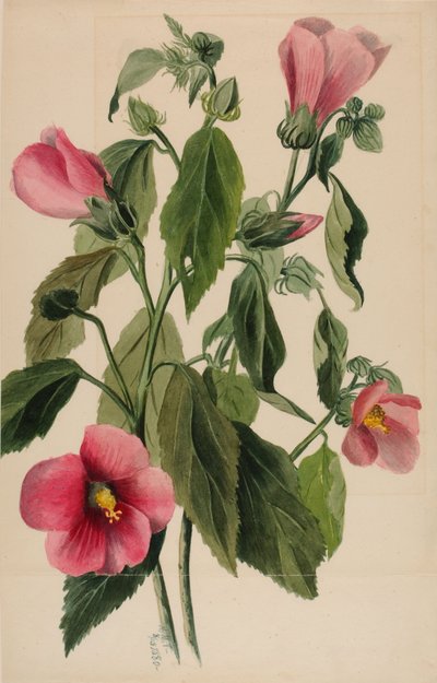 Rosengentiana (Sabbatia angularis) av Mary Vaux Walcott