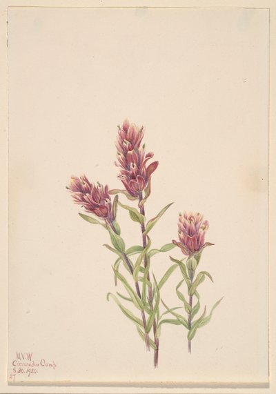 Rosa pensel (Castilleja pallida) av Mary Vaux Walcott
