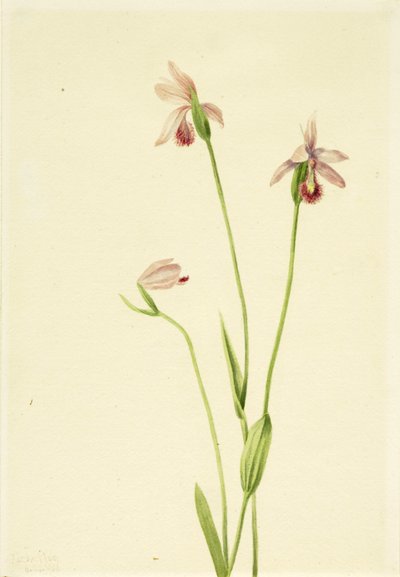 Pogoniarosor (Pogonia ophioglossoides) av Mary Vaux Walcott
