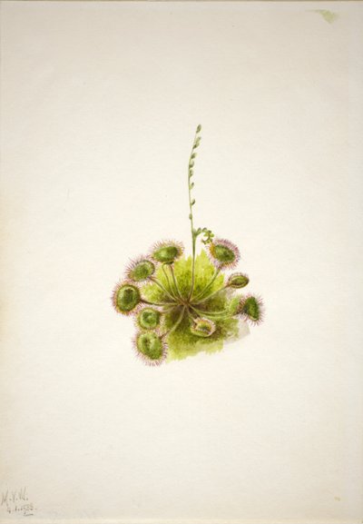 Rundbladig solvända (Drosera rotundifolia) av Mary Vaux Walcott