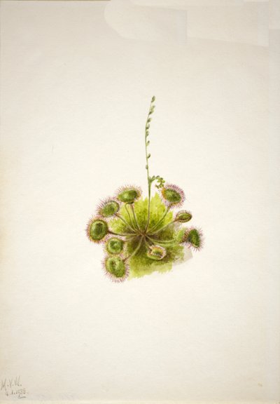 Rundbladig soldagg Drosera rotundifolia, 1933. av Mary Vaux Walcott