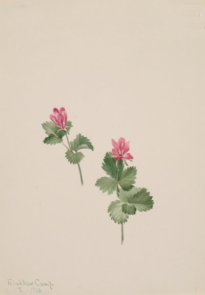 Arctic bush, 1881. av Mary Vaux Walcott