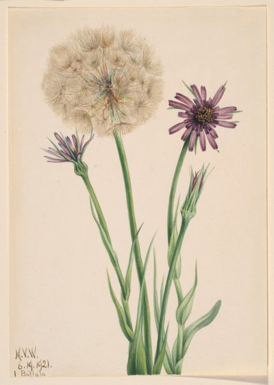 Salsifia (Tragopogon porrifolius) av Mary Vaux Walcott