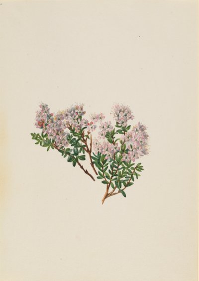 Sandmyrten Leiophyllum lyoni, ca. 1930-talet. av Mary Vaux Walcott