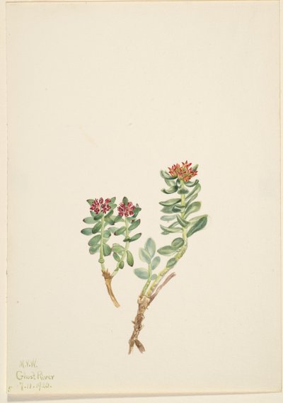 Sanifoiga adscendeus av Mary Vaux Walcott