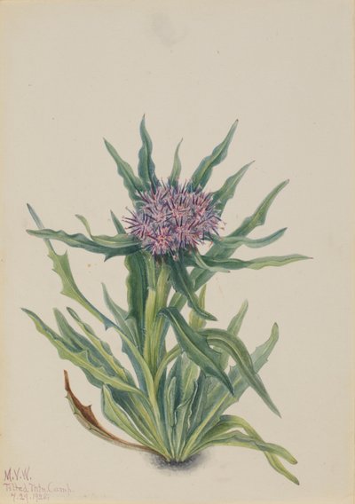 Saussurea (Saussurea densa) av Mary Vaux Walcott