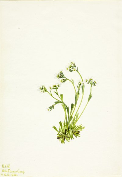 Saxifrage (Saxifraga caespitosa) av Mary Vaux Walcott