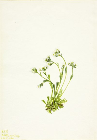 Saxifrage Saxifraga caespitosa, 1924. av Mary Vaux Walcott