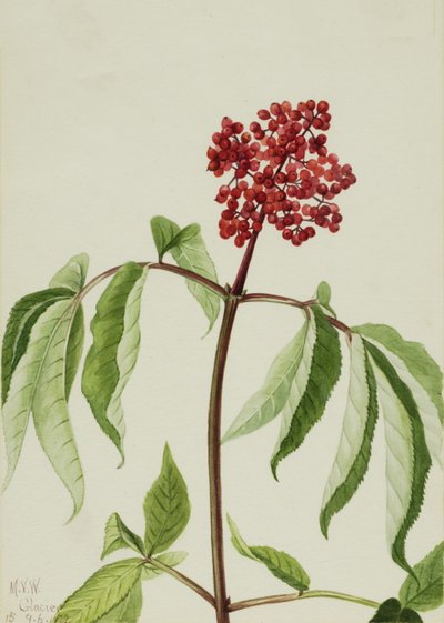 Scarlet Elder Sambucus pubens, 1922. av Mary Vaux Walcott