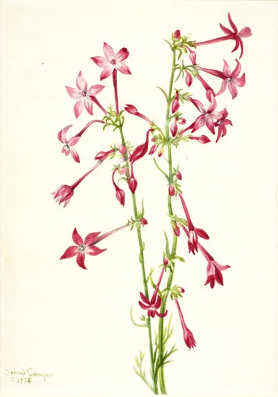 Scharlakansröd gilia (Gilia aggregata) av Mary Vaux Walcott