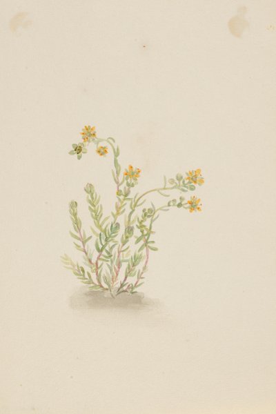 Sedum stenopetalum av Mary Vaux Walcott