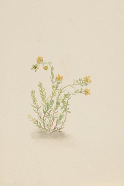 Stenopetal växt, ca. 1917-1918. av Mary Vaux Walcott