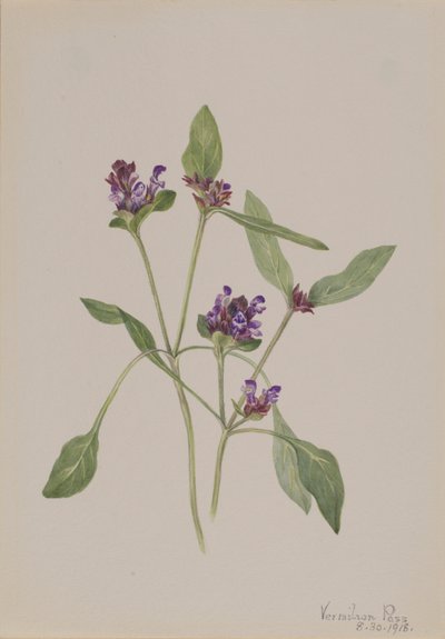 Självläkande (Prunella vulgaris) av Mary Vaux Walcott