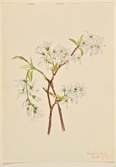 Shadbuske (Amelianchier oblongifolia) av Mary Vaux Walcott