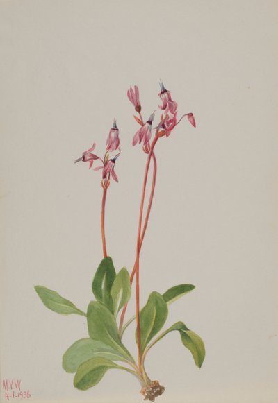 Stjärnskott (Dodecatheon hendersonii) av Mary Vaux Walcott