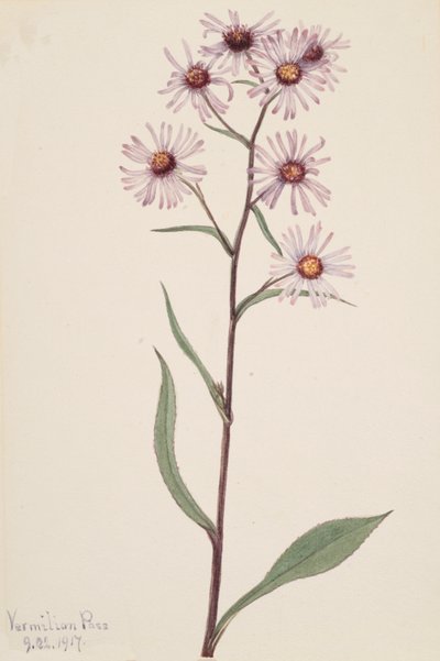 Sköna Aster Sköna Aster, 1917. av Mary Vaux Walcott